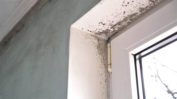 Professional Mold Remediation in Brookhaven, GA