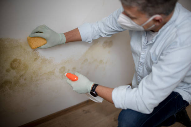 Best White Mold Remediation in Brookhaven, GA